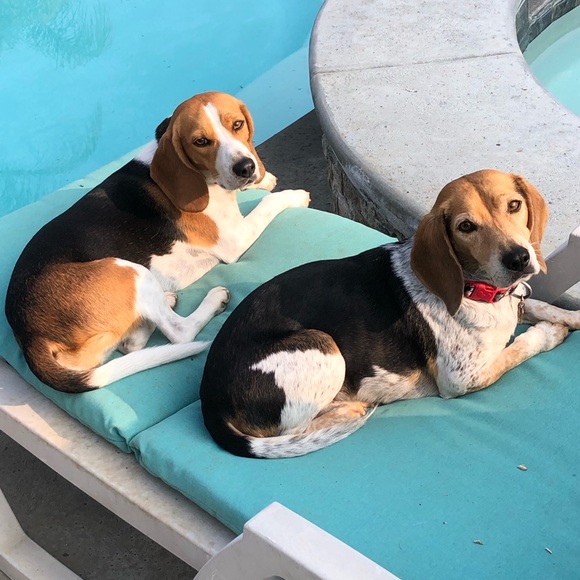 Pet Items ๐ถ๐โ๐ฆบ๐ฆฎ๐โโฌ๐ฑ - Picture 3 of 16